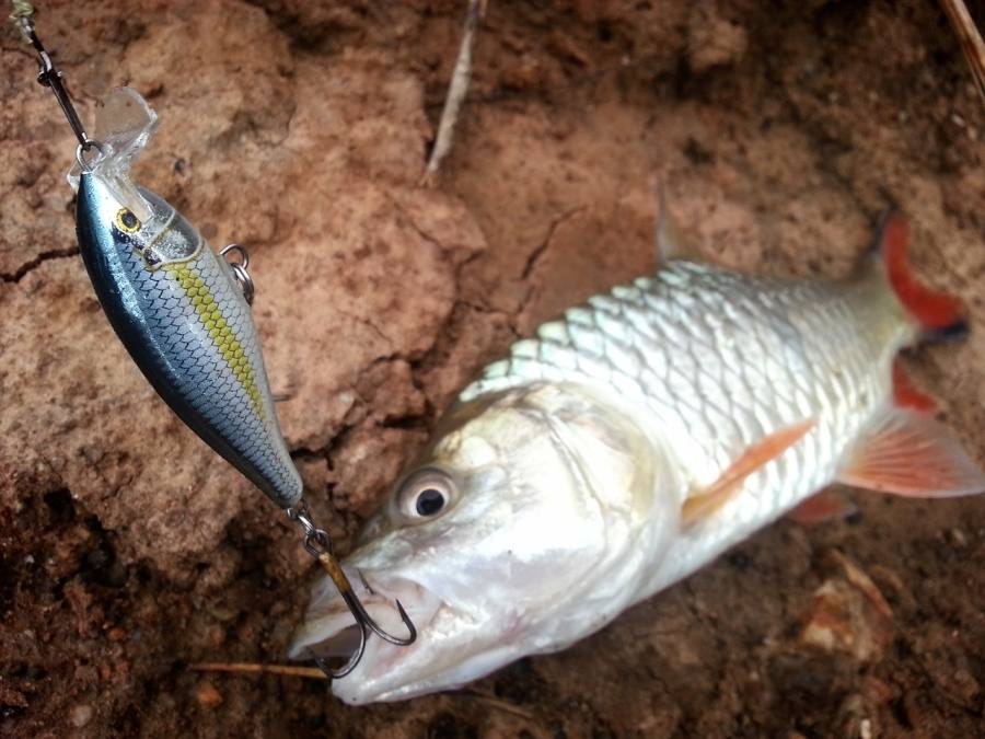 

 [center] [b]RAPALA SHAD RAP SSR5[/b]ยังไว้ใจได้เสมอ[/center]


