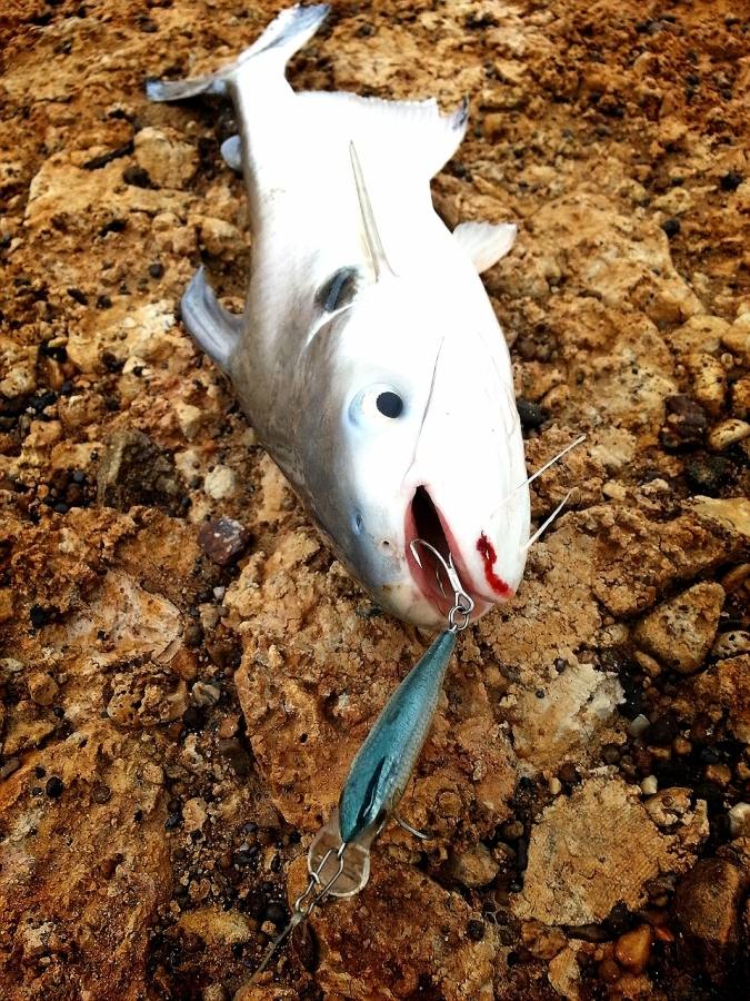 

 [center]เทโพตัวนี้ก็กัด  [b]RAPALA SHAD RAP [/b] เช้นเดิม[/center]



 [center] :grin: :gri