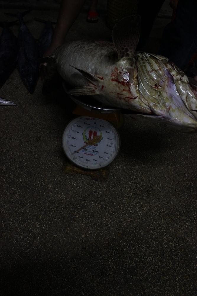 ฝากไว้กับ ภาพสุดท้ายนะครับ กับ น้ำหนักเจ้าปลาเก๋าตัวนี้ ขาดอีกไม่กี่ กรัม 10 กิโลพอดี  :laughing: :l