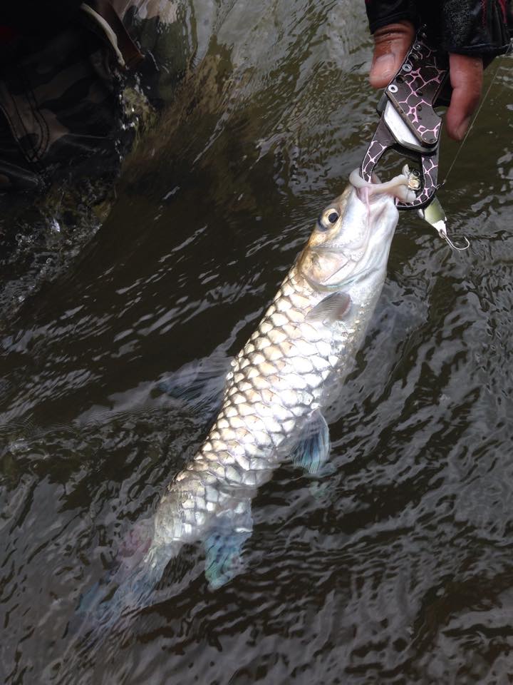  [center]06/11/2014 ปลาเวียน (Thai mahseer, Greater brook carp) ต้นน้ำเพชร

มีชื่อวิทยาศาสตร์ว่า T