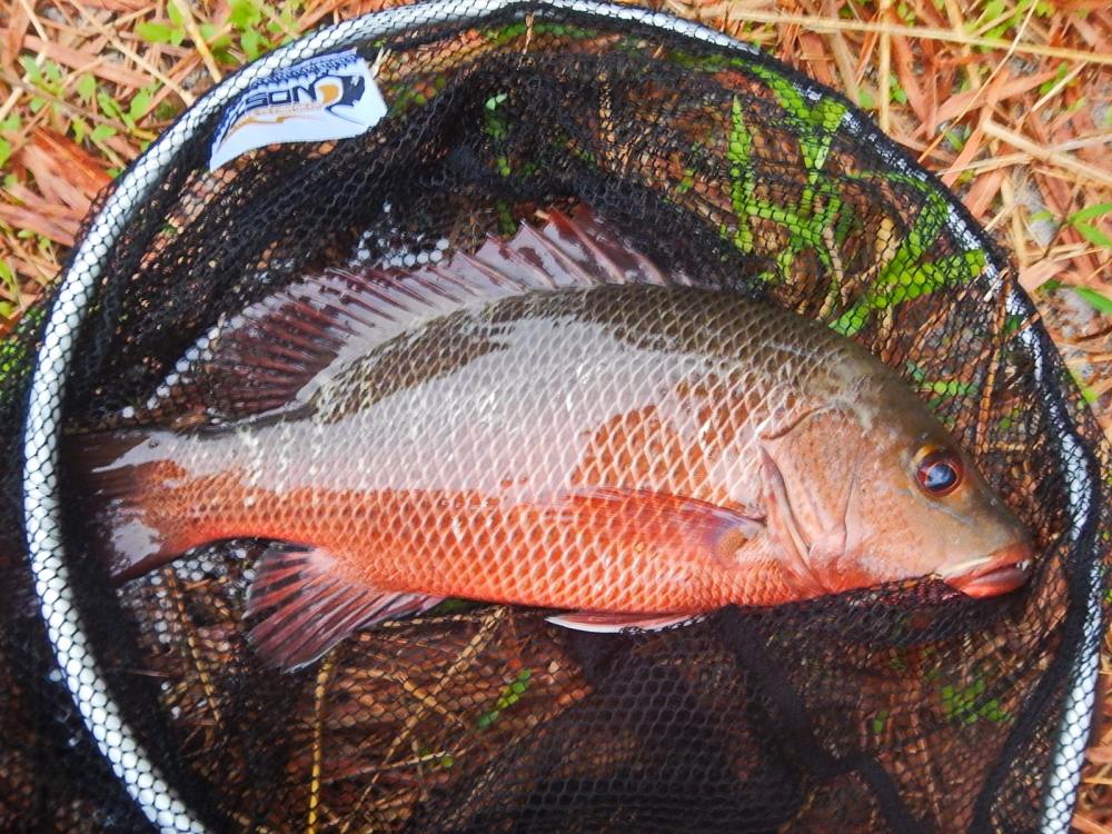 
 [center]ตัวโตๆอวนๆแบบนี้ไม่ได้เจอบ่อยๆ 

[b]Red Snapper wash mine ( ปลากระพงแดง..เหมืองล้าง ) [