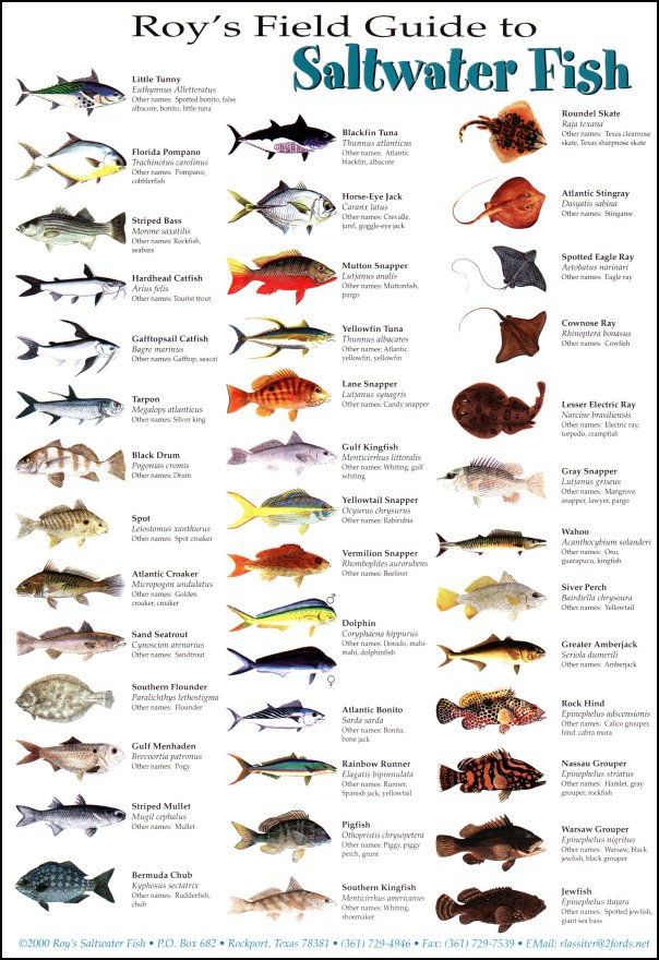น้าคิดว่า ปลาทะเลที่น้าๆตกกันปลาอะไร ราคาดีที่สุด และรองลงมาได้แก่ปลาอะไรครับ 