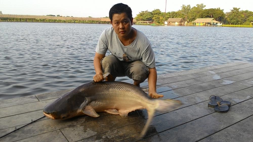 ปลาที่นี่กินดุจริงๆ เอาไป 5 คันต้องเอาวางไว้ 3 คัน ตกแค่ 2 คัน ไม่ไหวอัดไม่ทันคับ