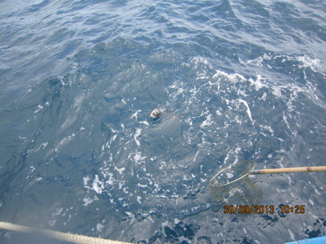  [b]การปะทะ ผ่านไปซักครู่ เจ้าตัวใต้น้ำก็โผล่หัวขึ้นมาให้เห็น.. เสียงตะโกนลั่น บอกชนิดปลาอย่างตื่นเต