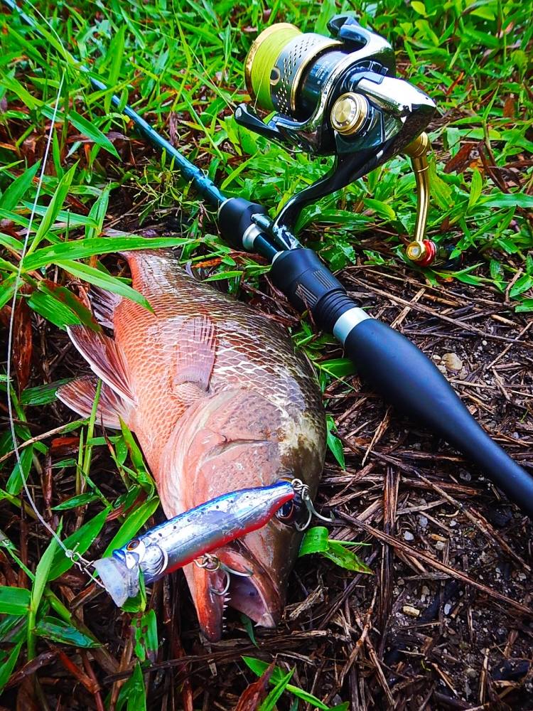 
 [center]Species : Mangrove Jack, Mangrove Red Snapper (Lutjanus argentimaculatus)
ROD : St.croix