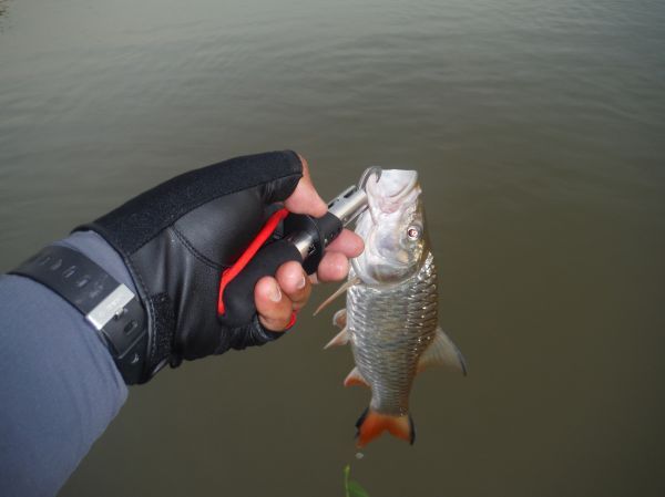 Catch & Release