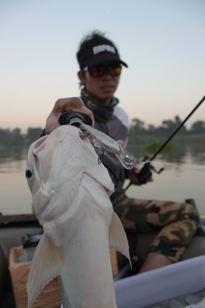 ชมใกล้ๆเหยื่อเทพๆRapala Shad Rap 5cm :Alb...แค่นี้พอไหม :cheer: :cheer: :cheer: :cheer: :cheer: :che