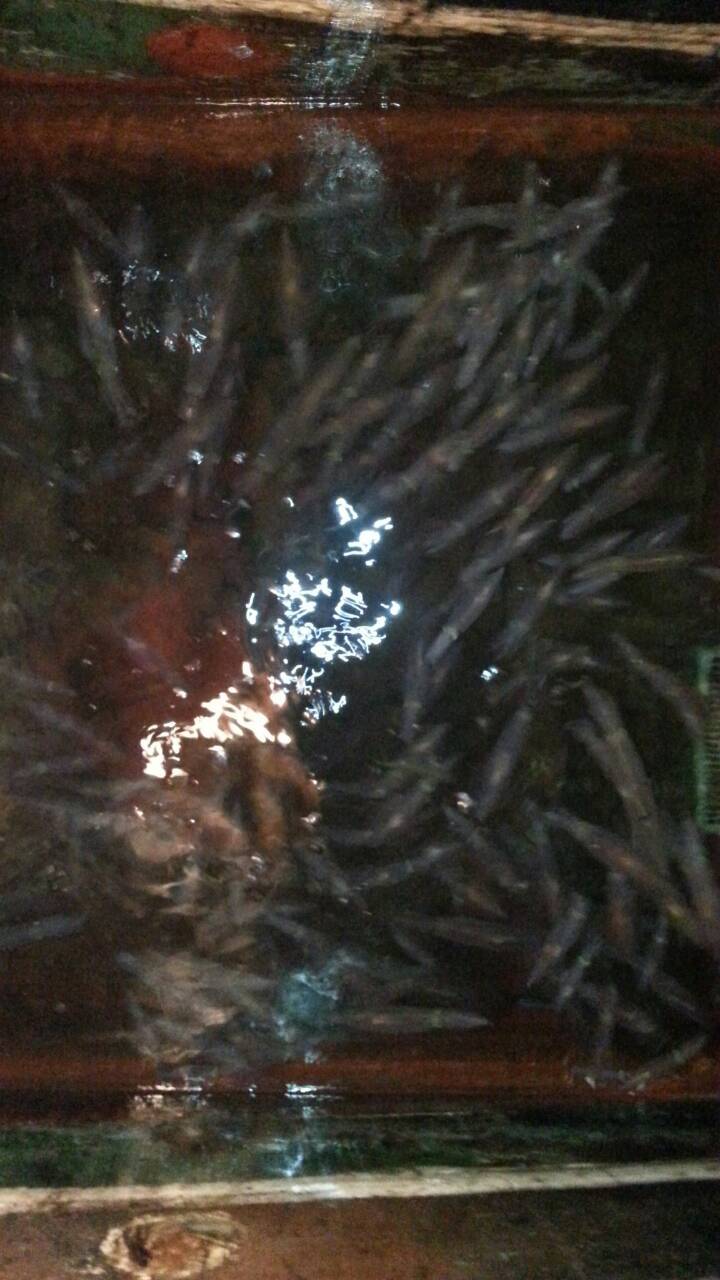 มาแล้วครับกระสุนของวันนี้