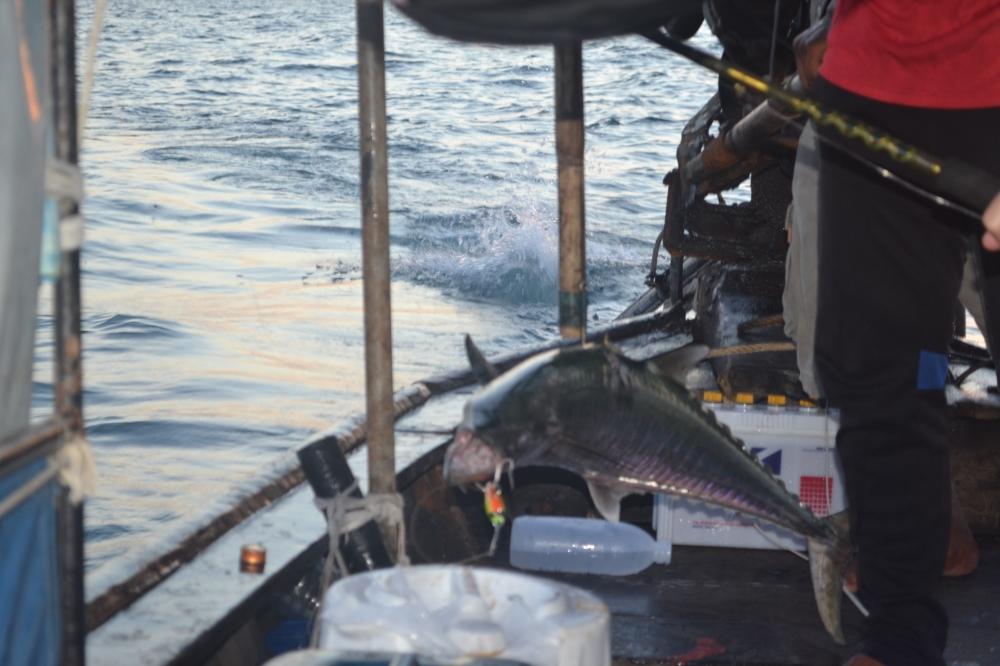 เป็นปลาอินทรีย์ 6 กก. ไล่งับโดนเหยื่อ ปลั้ก RAPALA ครับ
 :cheer: :cheer: :cheer: