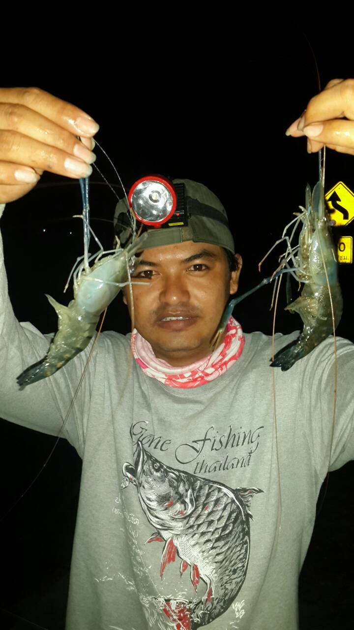 ปลาเริ่มนิ่งไม่เข้าเหยื่อผมเลยจัดการกับกุ้งไอ้สองตัวที่ได้ตอนเช้าซะเลย :laughing: :grin: :love: :umh