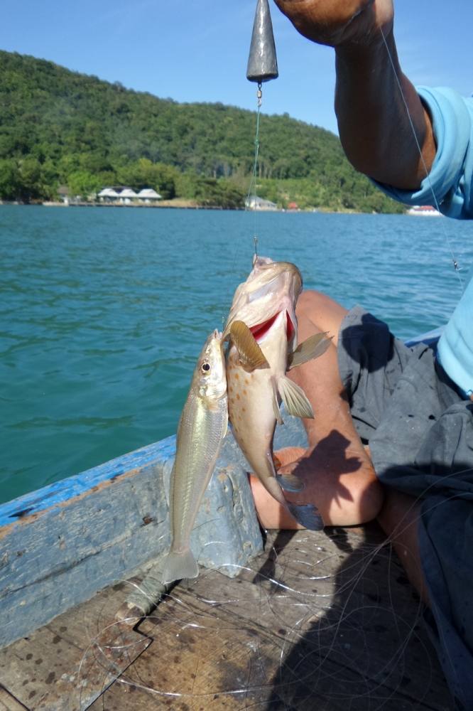 ปลาทูยอมรับจริงปลาเห็กโคนแถวปากน้ำแหลมสิงห์ตัวโตจริง  :cool: :cool: