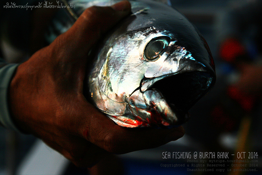 Jigging Reward #1  :rose: