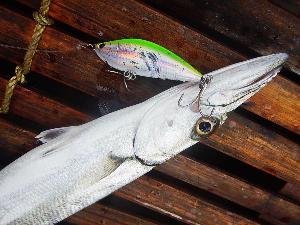 
 [center]เลาะมาอีกไม่นาน ผมก็ได้....เจ้าปลาสาก ครับ  

[b]Lure : TACKLE HOUSE SINKING SHAD 70 mm