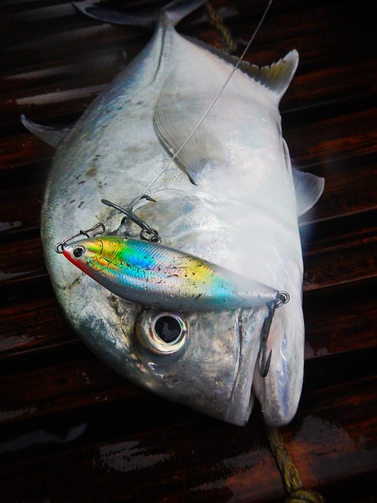 
 [center]ได้มาอีกตัว จาก TACKLE HOUSE SINKING SHAD 70 mm 23 G[/center]

