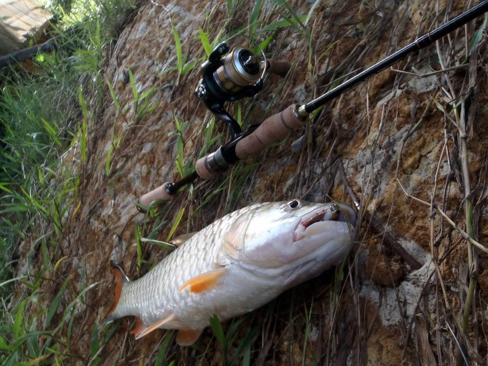 ขอแจมด้วยคนครับ
รอก: Shimano Cardiff CI4+ C2000HGS
สาย: Gosen W8 PE 0.8
ชอคลีดเดอร์: Varivas Gano