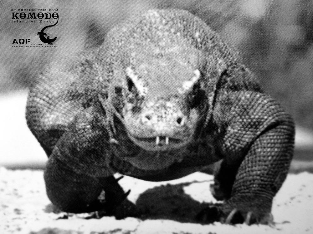 


** รูปใบนี้เพื่อนผมถ่ายจาก โปสการ์ด นะครับ


 Komodo Dragon  หรือมังกรโคโมโด้

เป็นสัตว์เ