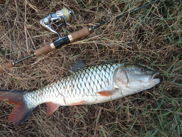 Rod Shimamo Cardiff Area Special 66SUL-F 3-5 lb.
Rell  Shimano Stella c2000s 2007 
Line tornado pe