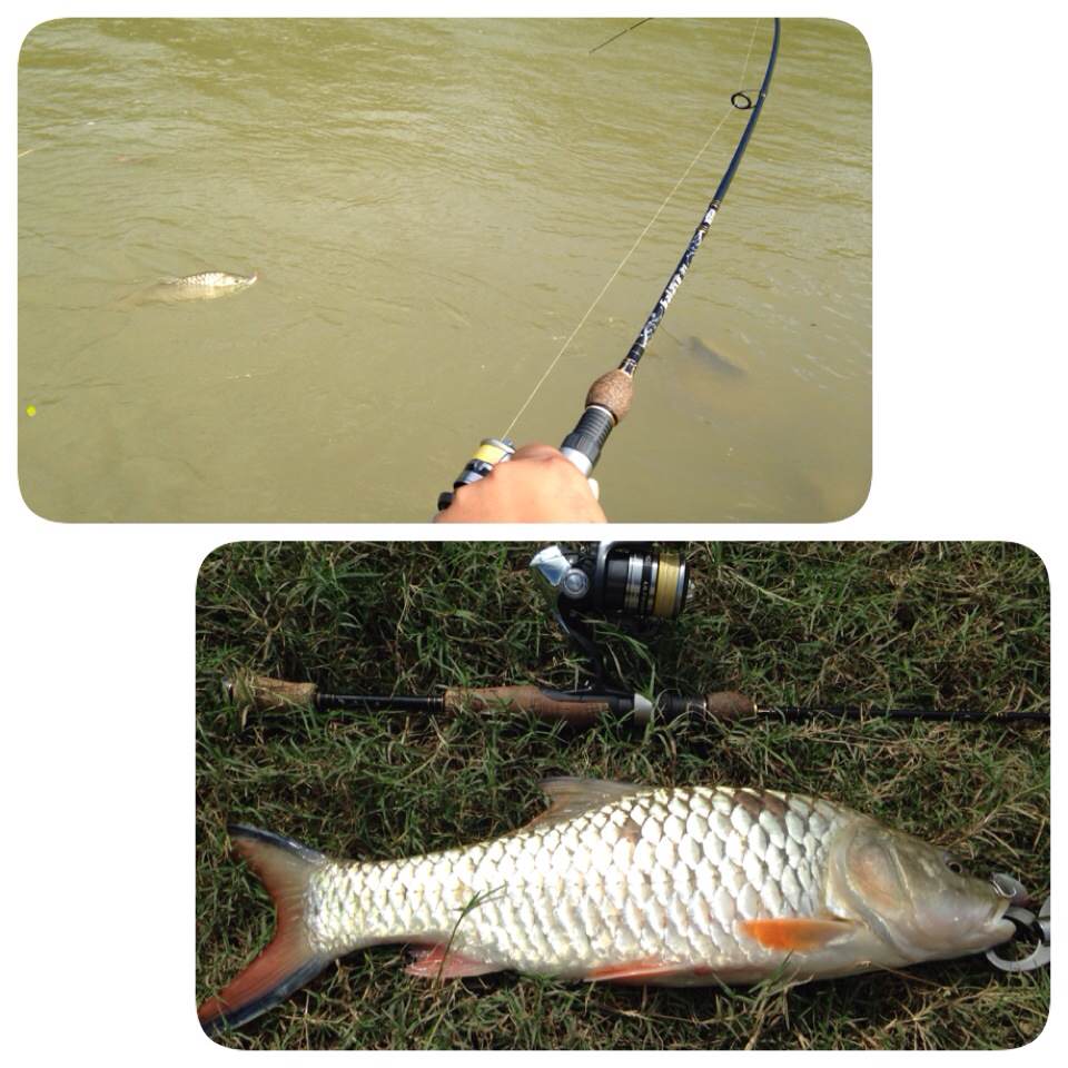 Rod : Ocean World Galaxy 6.0 ft. UL 2-8 Lb
Reel : Shimano Ultegra C2000 HGS
Line : Relix 8 lb.
Lu