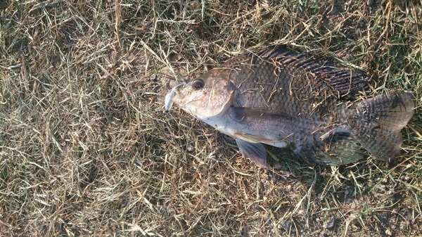 ตัวที่สามทำไมมันแปลกๆกระพงพันธุ์ไหนเนี่ย

คาบเจ้า Shade  Pole ของ Mr.Crappie by Stike King 

ซะเ