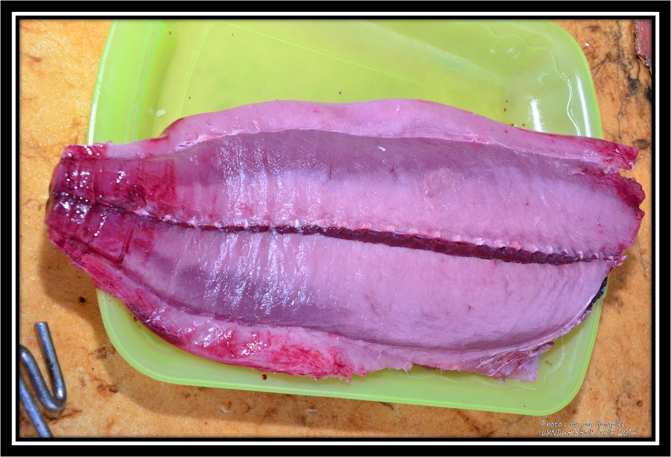 เยลโล่...เมื่อได้ปลาขึ้นมาต้องแทงคอให้เลือดไหลออกให้หมด...เพื่อให้เนื้อปลาไม่คาวเลือดอย่าให้โดนน้ำคร