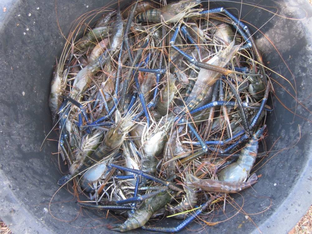 กุ้งที่ได้คับเหลือจากมื้อกลางวัน แล้วขังไว้อีกถุงคับ :love: :love: :love: :love: