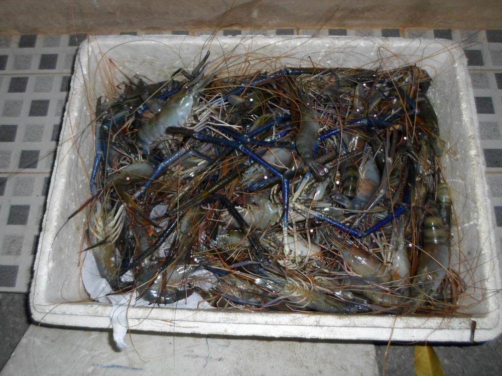 กุ้งได้กลับมา1ลังคับ :umh: :umh: :umh: :umh: