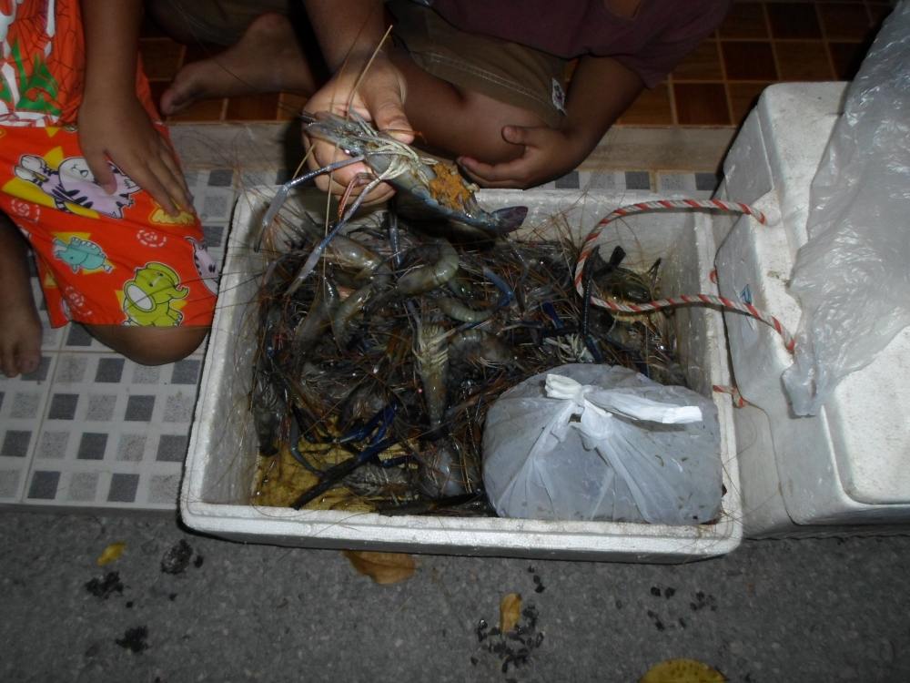 กุ้งที่ได้มาคัดเตรียมไว้เป็นอีก1เมนูคับ :umh: :umh: :umh: :umh: