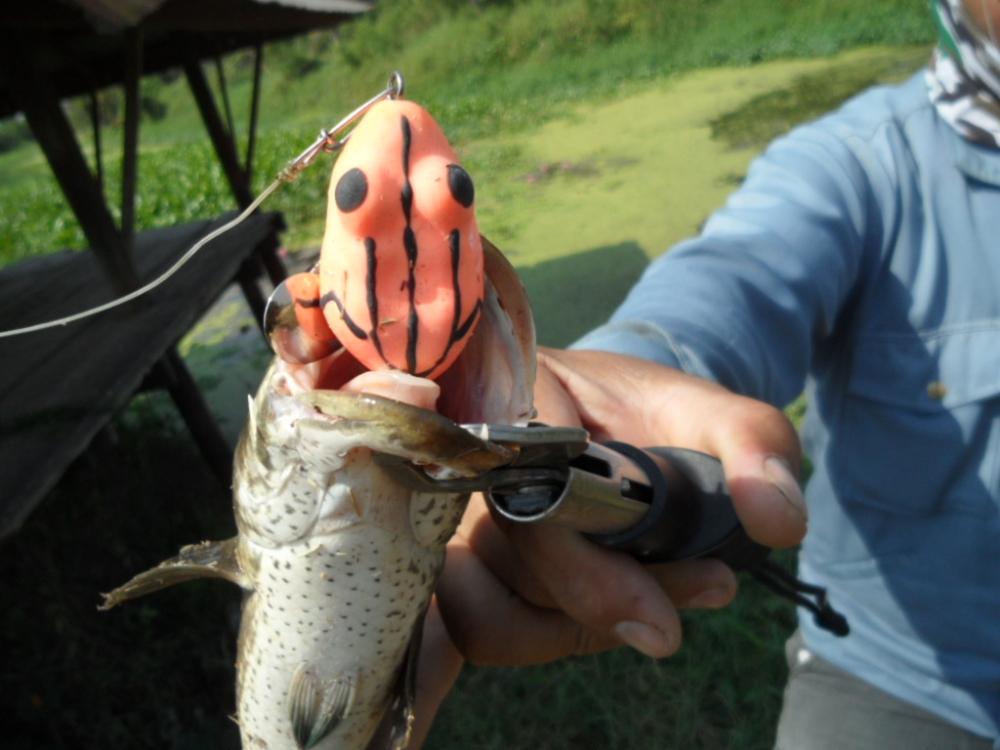 กบยางtiger fish จัดไป 1 หน่วย :grin: :grin: :grin: :grin: