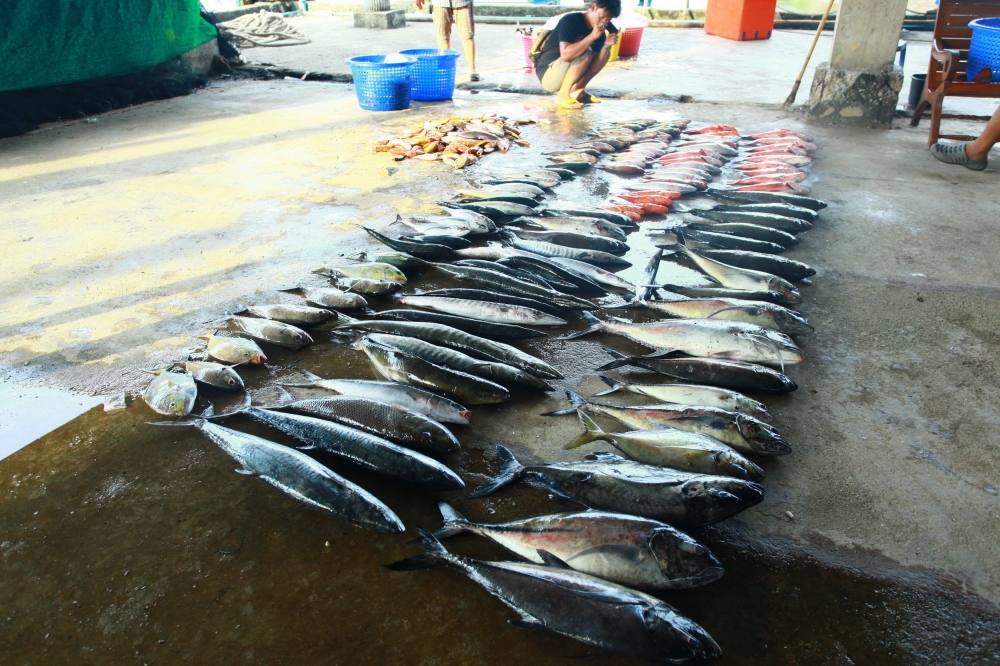 ภาพรวมทั้งหมดที่ตกได้ และจำนวนหนึ่งซึ่งถูกนำมาประกอบอาหารตลอดเวลาที่อยู่บนเรือ 5 วัน

ผลงานโดยรวม 