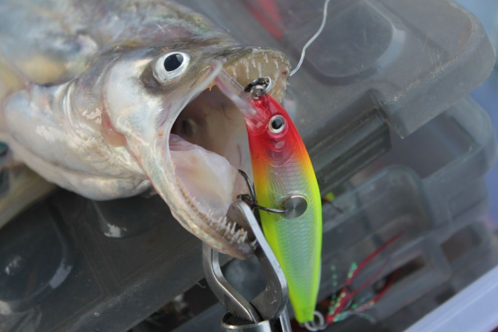 มันคือเบี้ยว..ครับกัดเจ้า Rapala Clackin Minnow MODEL: CNM09 CLN CLOWN......ใจมันกล้าจริง :cheer: :c