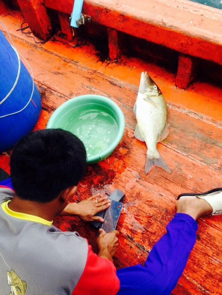 เด็กเรือจัดการกับตะมะปากแหนบทันที ทุกคนพร้อมอยากจะชิมปลาเนื้อดีอีกชนิดหนึ่งให้ได้ ^^
 :umh: :umh: :