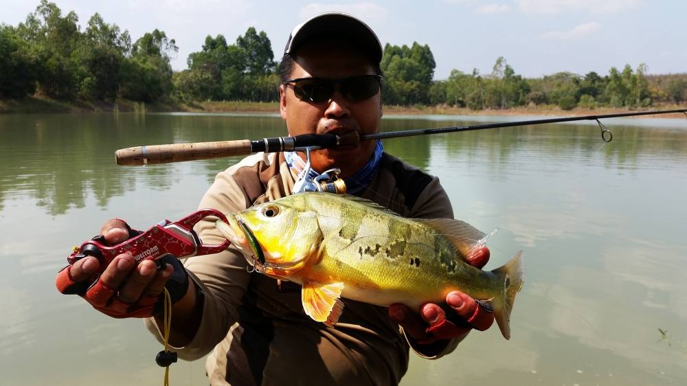 ผลงานอันน่าภูมิใจ ของหัวหน้าเสริฐ Peacock bass ตัวแรกในชีวิต สีสันสวยงามมากเลยให้โดดลงน้ำไปถ่ายรูปเป