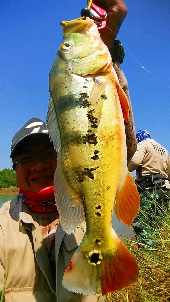 ยาว 13 นิ้วครับ เป็น Peacock Bass ที่ใหญ่ที่สุดที่ผมเคยตกได้ด้วย ฟลาย  :cheer: :cheer: