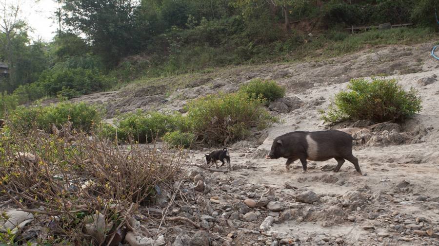 ที่นี่เค้าเลี้ยงสัตว์แบบฟรีไสตร์ครับ หมาเลี้ยงหมู