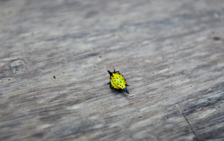 ผมเดินมาเจอตัวแมลงอะไรไม่รู้ครับลำตัวเป็นสีเหลืองมีเขาสีดำทั้งสองข้าง :laughing: