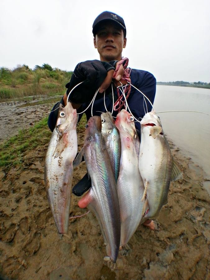 ...ปลาแดง เจ้าพระยา ข้างกระชังปลา...