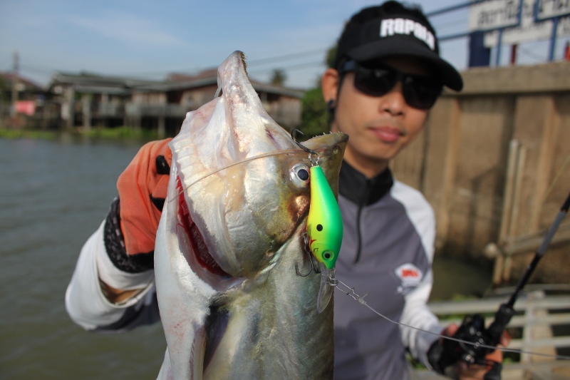 ต้องยกความดีให้เขาเลยวันนี้...Rapala Max Rap Fat Shad 5.....ชัดเจนจริงๆ.... :cheer: :cheer: :cheer: 