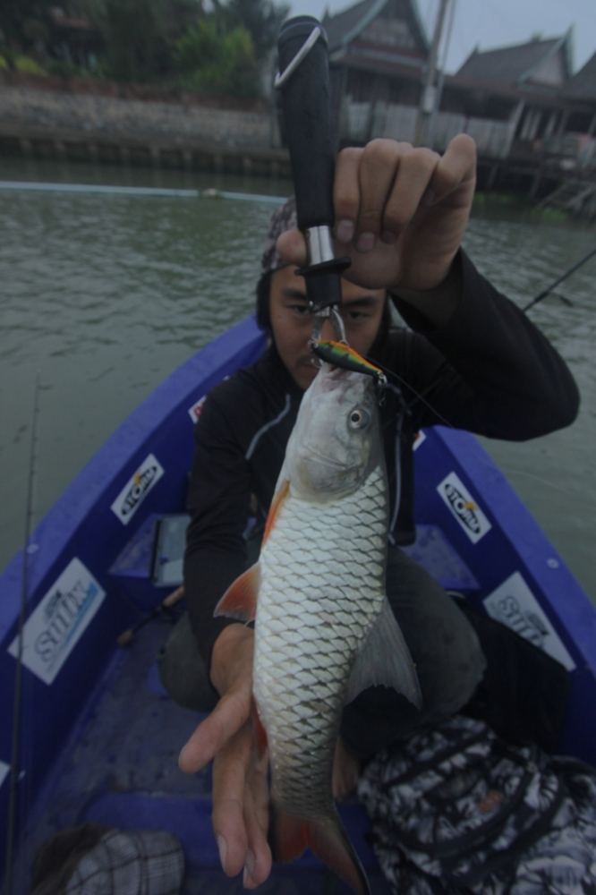 



 [center][b]     ตัวนี้กิน Rapala 5cm สีไทเกอร์      [/b]    [/center]

