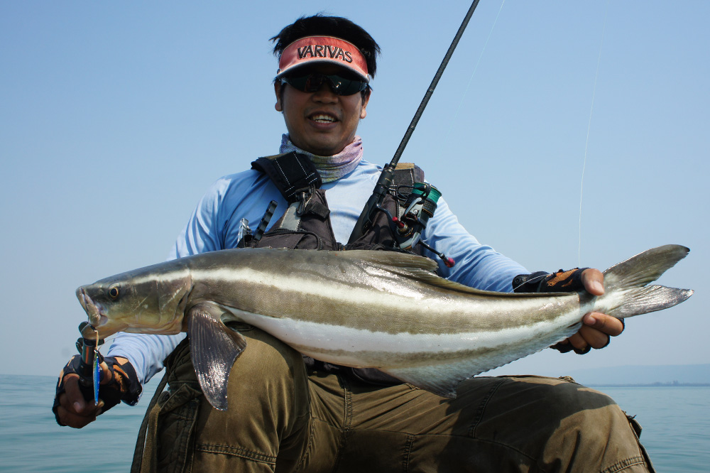  [center]ปลาช่อนทะเล หรือ ไฮโหลย (Cobia หรือ Black kingfish )

ชื่อวิทยาศาสตร์ Rachycentron canadu