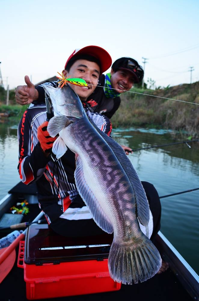 

มันส์สุด ๆ ครับทริฟนี้  [b]ปลาป่าบ่อทราย [/b]  :umh:


Reel : Shimano Antares AR

Rod : Jac