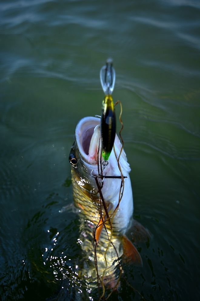 [q][center][b]

DUEL : HEAVY SINKING MINNOW 70S.

อีกแล้วครับท่าน.......กัดดีจริงๆครับ ผมนี่...ย
