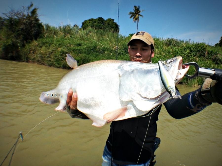 

 [center] [b]น้ำตรงนี้ไม่ลึก ตี RAPALA SSR 7 เคาาะพื้นมาปลากรายตัวนี้เลยซัดเข้าเต็มๆปาก[/b][/cen