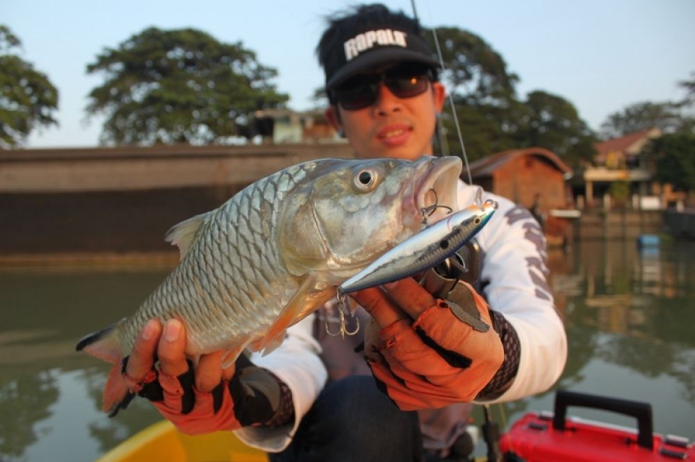 ใช้งานได้ดีเลยครับเจ้า Rapala Flat Rap  :cheer: :cheer: :cheer: :cheer: