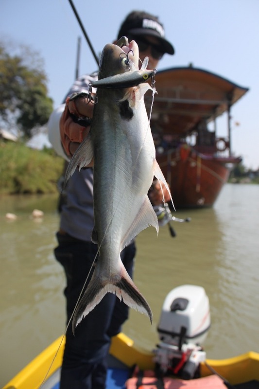 RAPALA CD ...