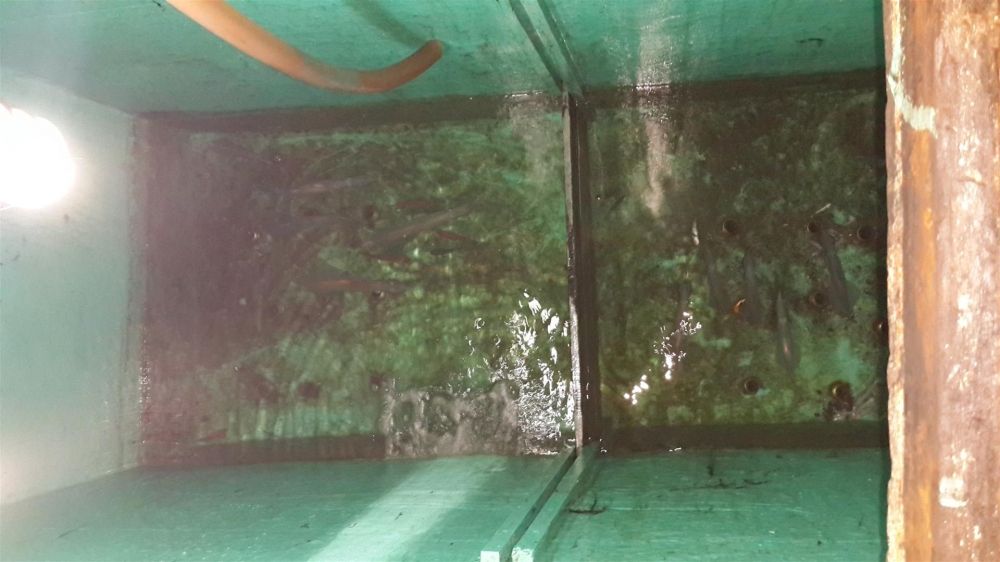 สดุ้งตื่นขึ้นมาตอนไต๋นนท์ ครอบหมึกครับ เลยออกมาดู ได้หมึก สามสี่ตัวเอง อนาคตดับแน่พรุ่งนี้ มีแววว่าจ