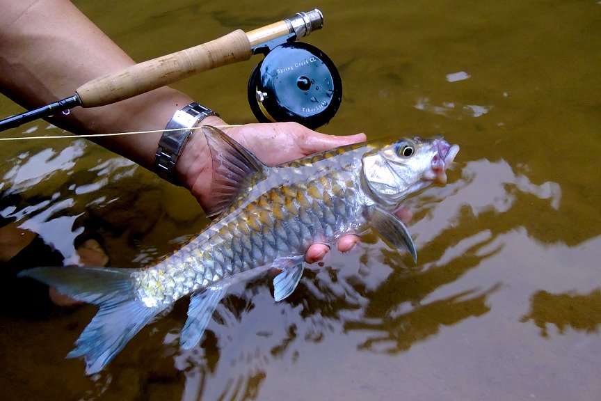 ตัวนี้ปลาเวียนตัวเล็กกัดDry fly ที่จริงเหยื่อฟลายแทบทุกแบบสามารถใช้ตกปลาพลวงปลาเวียนได้ไม่ว่าจะเป็น 