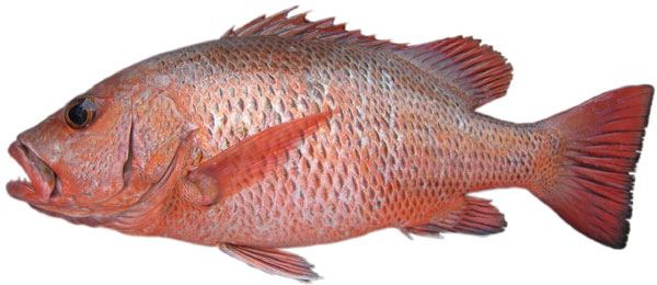 ปลากะพงแดง
ตกได้หมดตามสันเขื่อนปากคลองราช หาดหินกั้นคลื่น คลองหัวไทร ตามบ่อกุ้งร้างก็มี เคยได้เหมือ