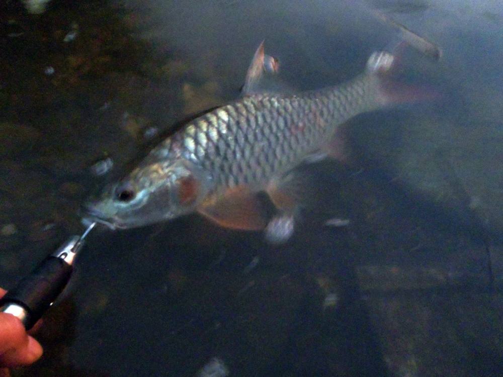 [center] :smile: :smile: :smile:[/center]