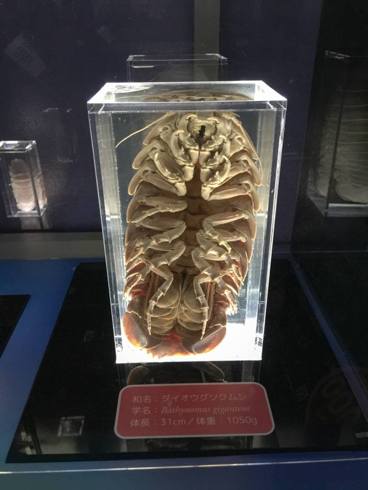 โคพีพ๊อตน้ำลึก มีอยู่จริง ทุกวันนี้มันยังเดินอยู่ในทะเล 