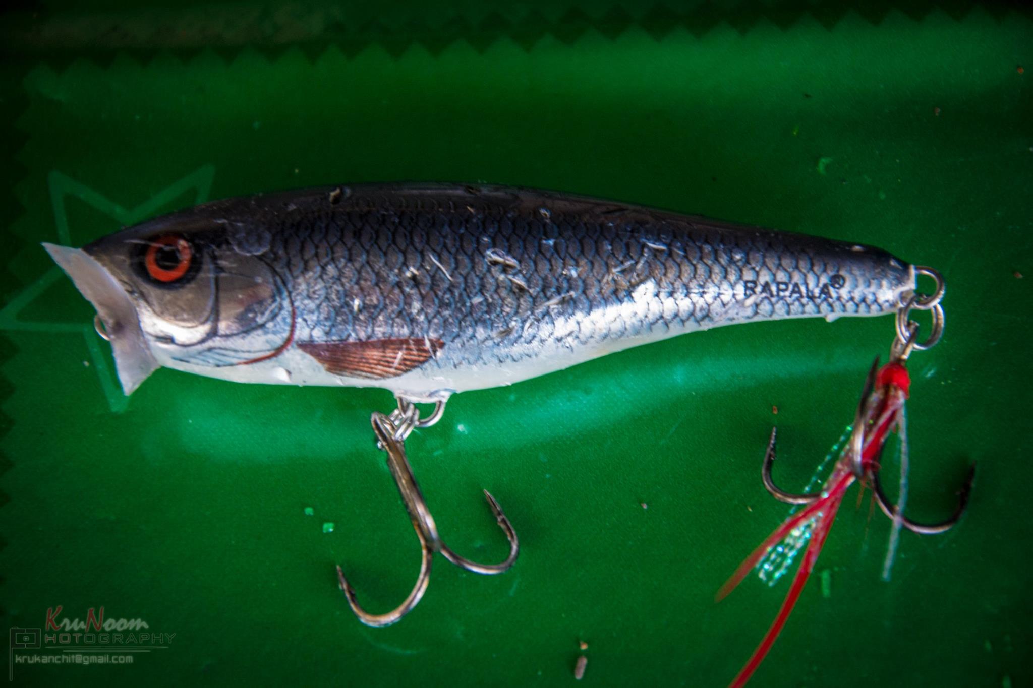 ลากันด้วยทหารเอกของผม ครับ Rapala skitter pop 9 cm. 14 g. สี SH ครับ ตัวนี้ตีชายฝั่งธรรมชาติ ทำระยะไ